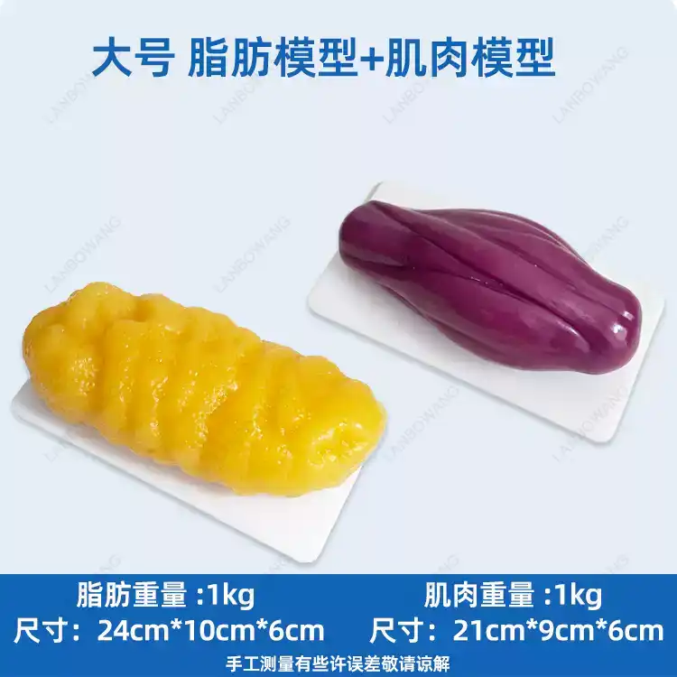 Human Muscle and Fat Replicas, - Fitness With Nutrition ulasan dan harga