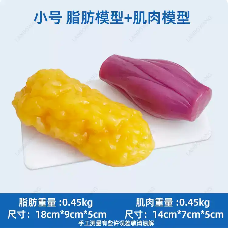 Human Muscle and Fat Replicas, - Fitness With Nutrition ulasan dan harga
