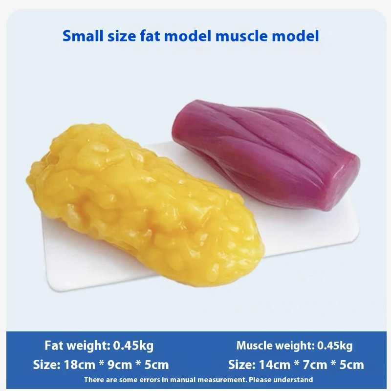 Human Muscle and Fat Replicas  - Fitness With Nutrition ulasan dan harga